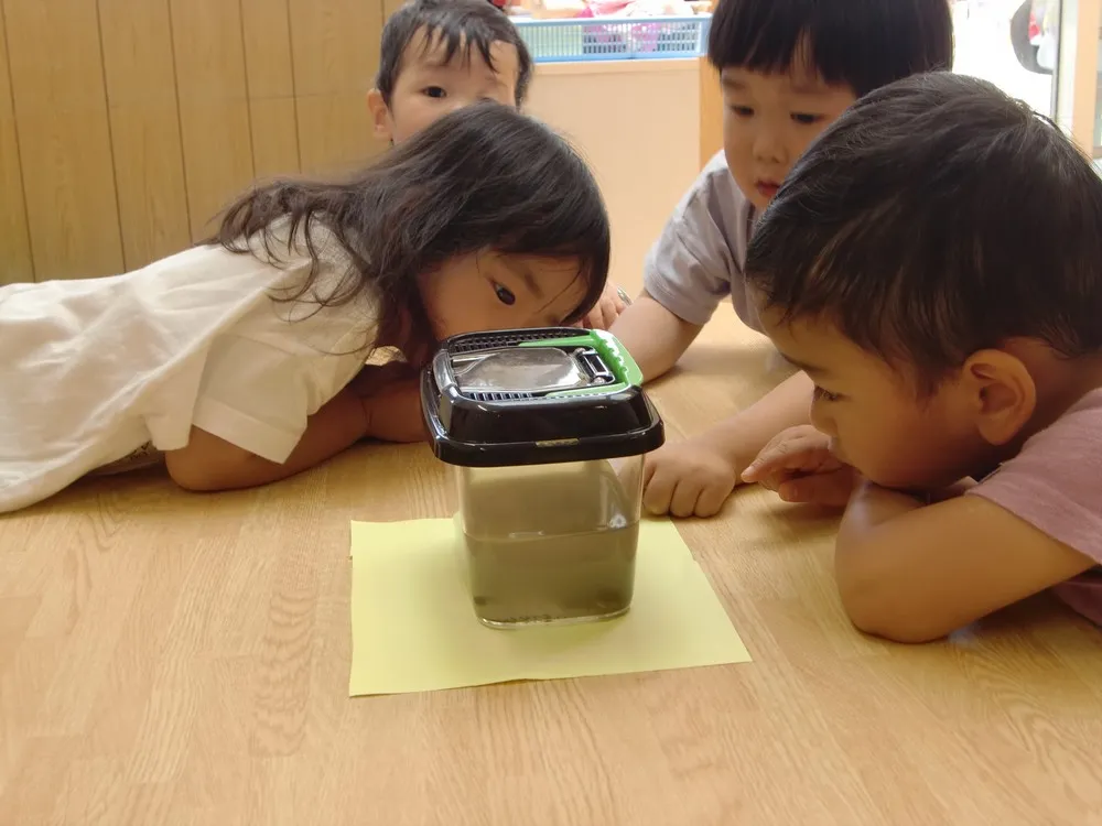 おたまじゃくしやカエルを観察しているようす